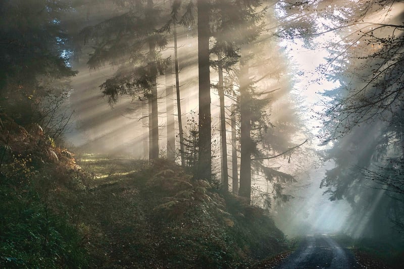 Mystical Botany