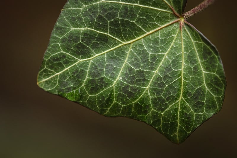 Windowsill Plant